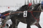 2 Февраля 2019 Состоится 3 день испытаний лошадей рысистых пород.